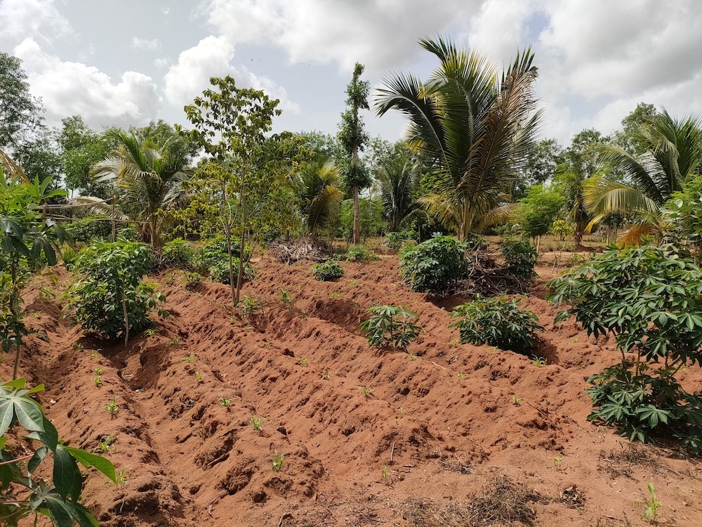 Agricultural Performance