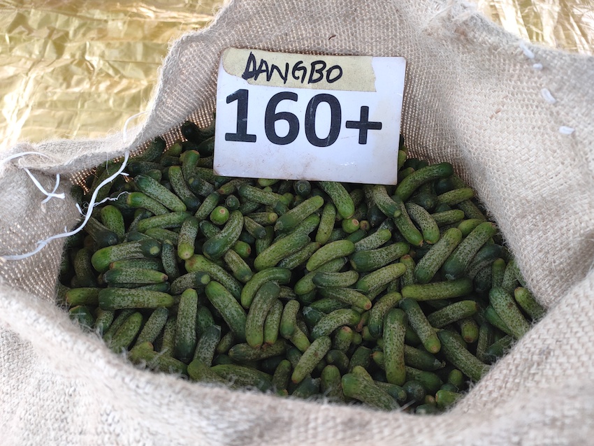 Profitability Analysis of Gherkin Farmers and the Risk of Crop Migration